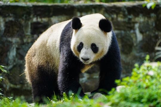 Two giant pandas depart Chengdu for Austria