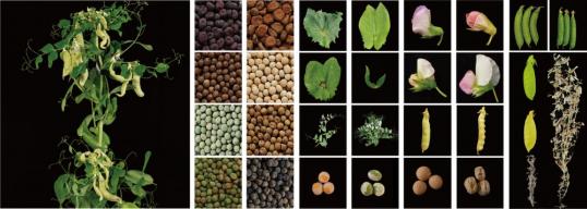 Chinese and other global scientists jointly solve genetics mystery of Mendel's peas