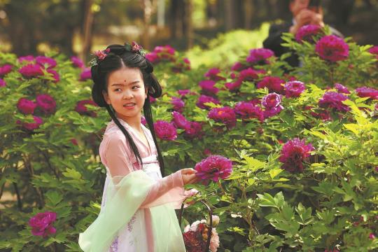 Henan's peonies bring out poetry in nation's culture