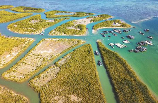 Wetlands projects protecting species