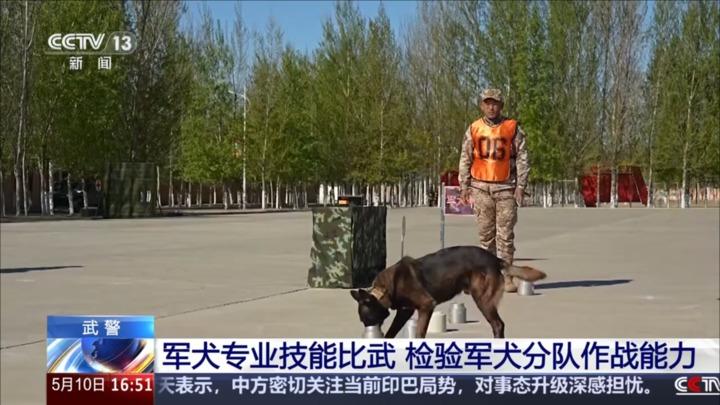 军犬专业技能比武 检验军犬分队作战能力