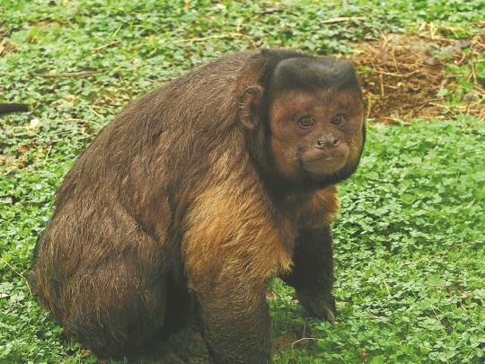 Square-faced monkey at Hefei wildlife park goes viral