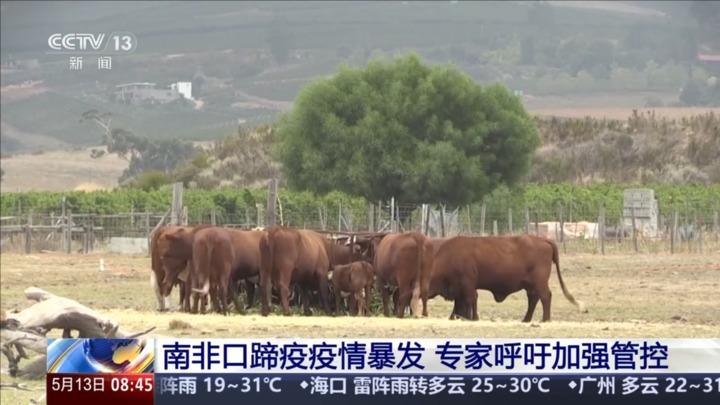 南非口蹄疫疫情暴发 专家呼吁加强管控