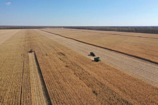 China outlines measures to boost yields of grain and oil crops