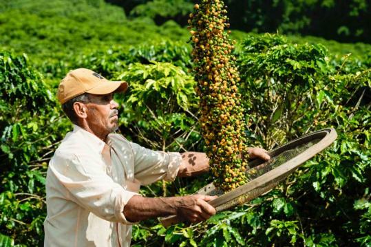 China, LatAm brewing stronger coffee biz ties