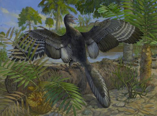 New Archaeopteryx fossil sheds light on bird evolution