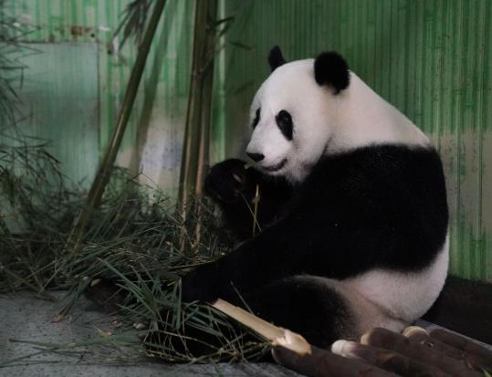 Pandas return to Sichuan after their 11-year stint in Malaysia
