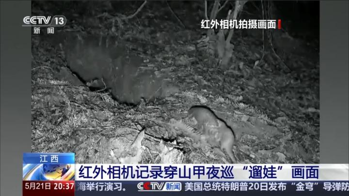 江西：红外相机记录穿山甲夜巡“遛娃”画面