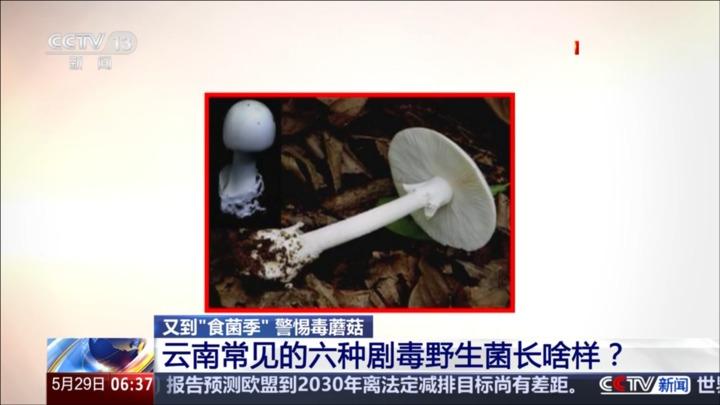 云南常见的六种剧毒野生菌长啥样？