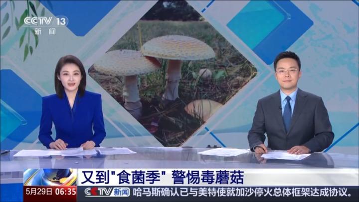 又到“食菌季” 警惕毒蘑菇