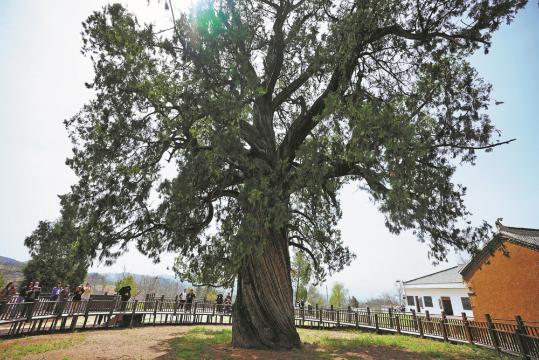 5,000-year-old tree a 'living relic'