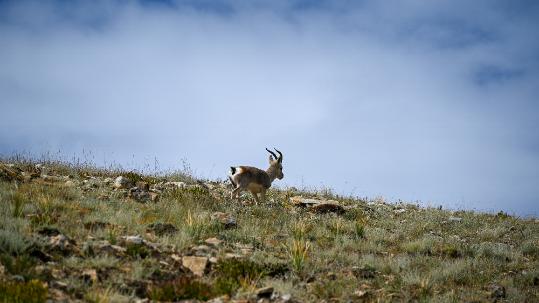 China releases new grassland vegetation map of 'roof of the world'