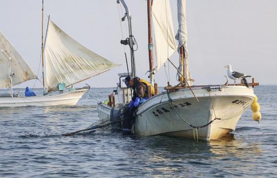 Japanese seafood imports conditionally resumed