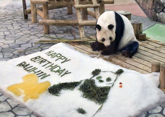 Giant pandas witnesses to friendship between peoples