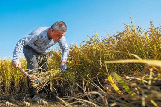 Liaoning embracing technology to advance agricultural profits