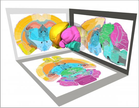 Scientists create the most detailed 3D map of a mouse brain