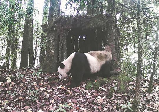 Artificial dens attract wild pandas