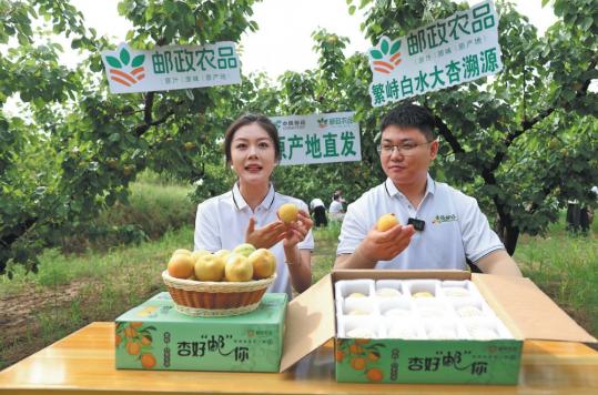 Grassroots anchors push sales of Baishui apricots