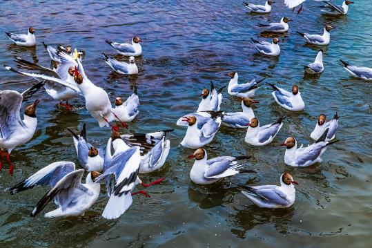 Qinghai pioneers green growth with ecology-first strategy