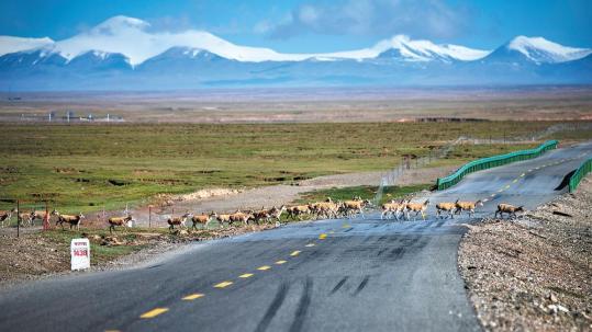 Intelligent tech helps migrating antelopes cross road safely