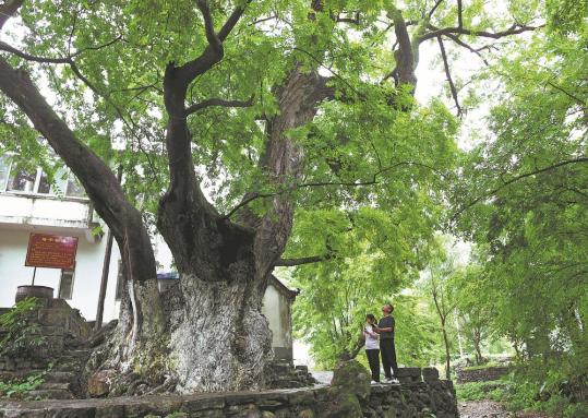 Ecological vision aids global goals