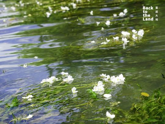 The water blossoms of Lugu Lake