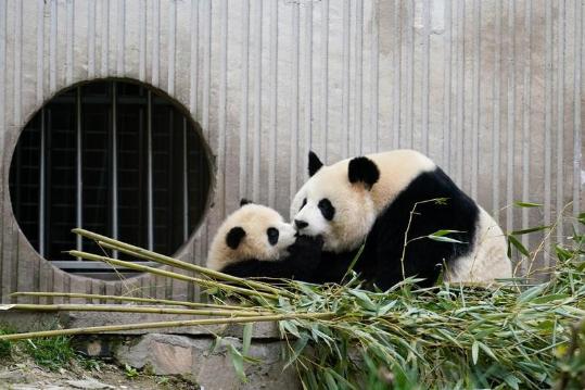 Envoys hail China's panda conservation, seek wider ties