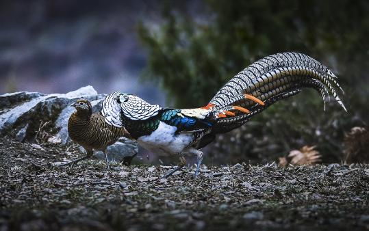 China to launch three-year campaign to strengthen bird protection