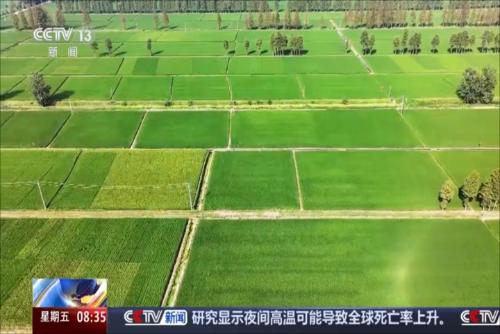 各主產(chǎn)區(qū)加強(qiáng)田管 夯實(shí)秋糧豐收基礎(chǔ)