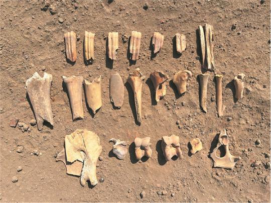 Coaxing secrets out of an ancient desert sentinel