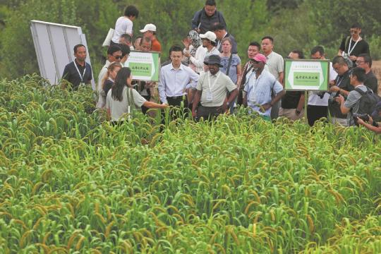 Organic farming transforms poor village's fortunes
