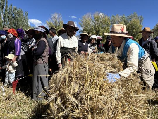 Xizang's autumn harvest nearly complete despite rainfall