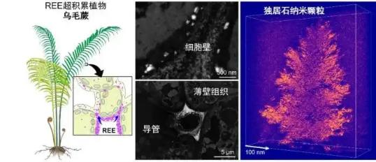 Scientists discover rare earth elements in ferns
