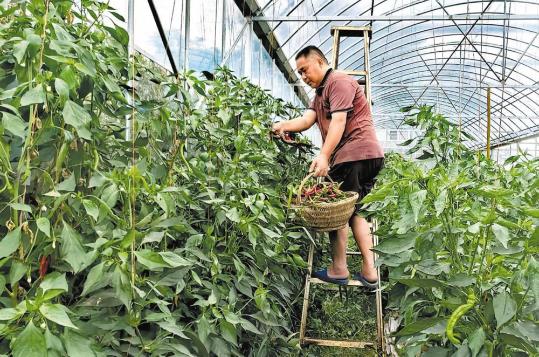New variety of tree-like pepper grown in Hunan