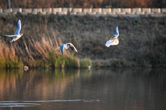 Red-billed gulls gather at Yitong River in Changchun