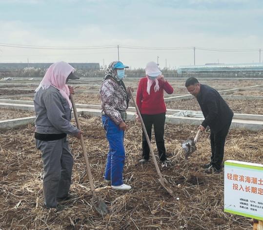 Innovation raises golden fields from former barren salt flats