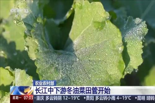農(nóng)業(yè)農(nóng)村部：長江中下游冬油菜田管開始