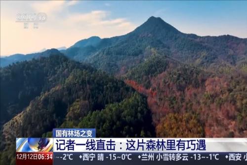 国有林场之变 记者一线直击：这片森林里有巧遇
