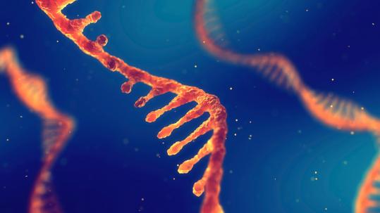 Study reveals how viruses hijack host cells using hidden RNA messages