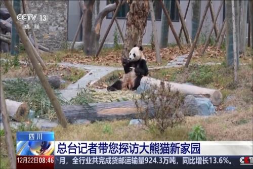 中国大熊猫保护研究中心绵阳基地即将开园 总台记者带您探访大熊猫新家园