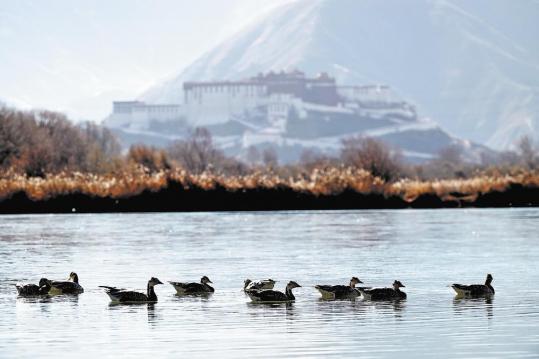 World's highest urban wetland a global model