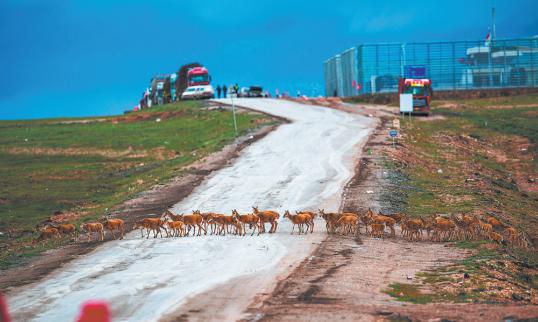 Hidden toll on urban wildlife revealed