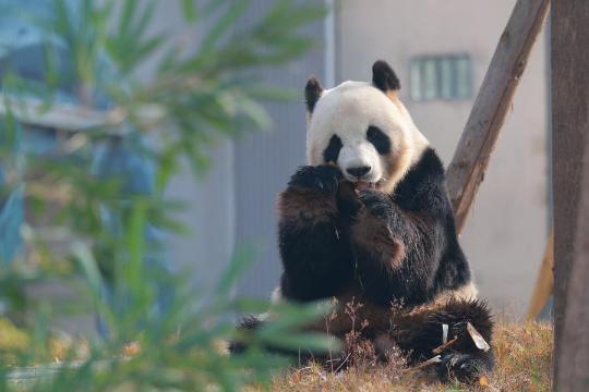 China's latest giant panda base opens to public