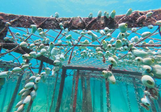 China helps Indonesia restore its coral reefs