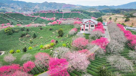 Cherry blossom festival in Yongfu town celebrates agricultural innovation and cultural exchange