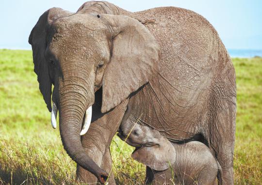 Technology gives room to roam