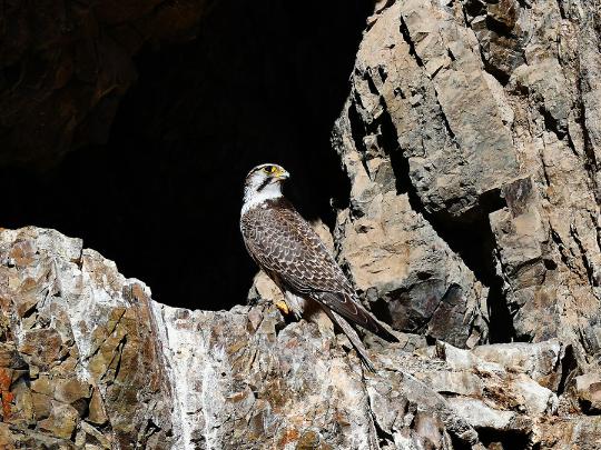 Endangered saker falcon spotted in Xinjiang's Barluk Mountains