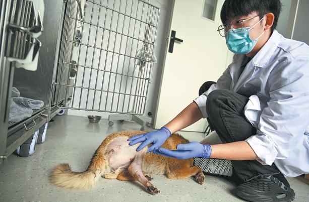 A vet examines recovering Chief Huang at Xuancheng Chongfuxin Pet Hospital on Friday.(Photo: Wen Qin/ China Daily)