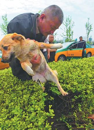 Taxi drivers' dog rescue triggers tourism boom