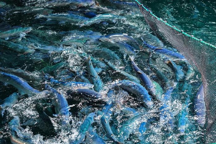 The 150,000-metric-ton intelligent aquaculture vessel "Conson No 1 2-2" harvests around 3,000 Atlantic salmon weighing a total of 12 tons on May 11. (Photo provided to China Daily)